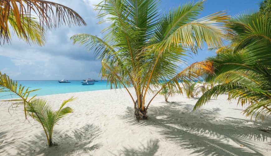 Shark & Stingray Beach In Maldives